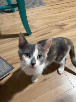 Mayhem -  Dilute Calico Cat for Adoption in Sandy Springs, Georgia - Mayhem | PetCurious