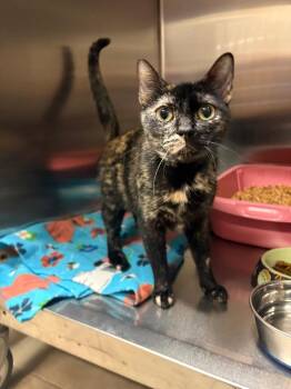 Domestic Short Hair Cats Available for Adoption in Ocala, Florida - Hayven | PetCurious