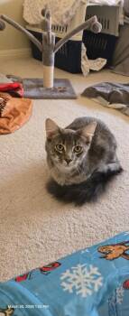 Rony -  Domestic Long Hair and American Shorthair Cat for Adoption in Austin, Texas - Rony | PetCurious