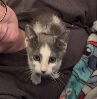 Jerry -  Domestic Short Hair Cat for Adoption in Phoenixville, Pennsylvania - Jerry | PetCurious