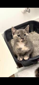 Nicole -  Domestic Short Hair Cat for Adoption in Wilmington, North Carolina - Nicole | PetCurious