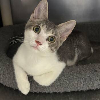 Casper -  Domestic Short Hair Cat for Adoption in Wantagh, New York - Casper | PetCurious