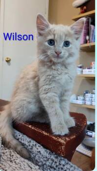 Wilson -  Domestic Long Hair Cat for Adoption in Sainte-martine, Quebec - Wilson | PetCurious
