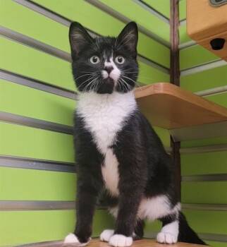 Domestic Short Hair Cats Available for Adoption - TACO | PetCurious