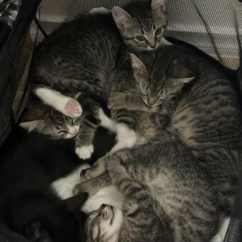 Boots -  Domestic Short Hair Cat for Adoption in Boerne, Texas - Boots | PetCurious