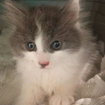 Domestic Long Hair Cats Available for Adoption in Roanoke, Virginia - Starz | PetCurious