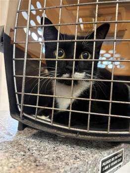 Mrs. Mustache -  Domestic Short Hair Cat for Adoption in West Chester, Pennsylvania - Mrs. Mustache | PetCurious