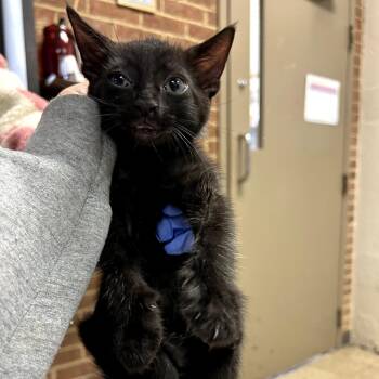 Domestic Short Hair Cats Available for Adoption in Birmingham, Alabama - Momo | PetCurious
