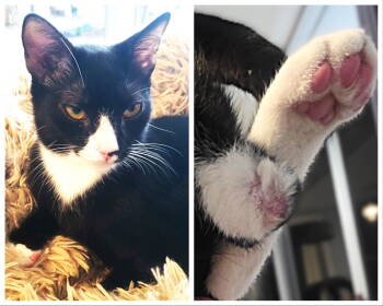 Rescue Tuxedo and Domestic Short Hair Cats for Adoption in Fort Myers, Florida - Chance | PetCurious