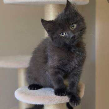 Blizzard -  Domestic Medium Hair Cat Available for Adoption in Mondovi, Wisconsin - Blizzard | PetCurious