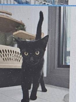 Domestic Short Hair Cats Available for Adoption in Cincinnati, Ohio - Bitty Bat | PetCurious