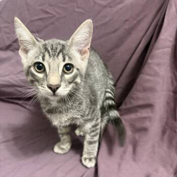 Guacamole -  Domestic Short Hair Cat for Adoption in Brea, California - Guacamole | PetCurious
