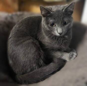 Indigo (Indy) -  Russian Blue and Domestic Short Hair Cat for Adoption in Hamilton, Ontario - Indigo (Indy) | PetCurious