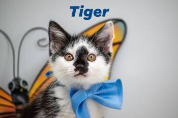 Domestic Short Hair Cats Available for Adoption in Sevierville, Tennessee - Tiger | PetCurious