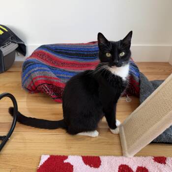 Maddy -  Tuxedo and Domestic Short Hair Cat for Adoption in Mastic, New York - Maddy | PetCurious
