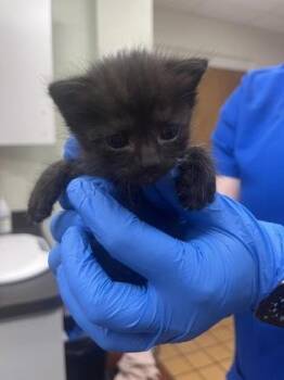 Bean -  Domestic Short Hair Cat for Adoption in Gainesville, Florida - Bean | PetCurious