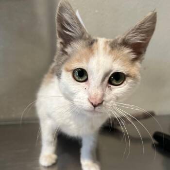 IVHS-Stray-139430 -  Domestic Short Hair Cat for Adoption in San Gabriel, California - IVHS-Stray-139430 | PetCurious
