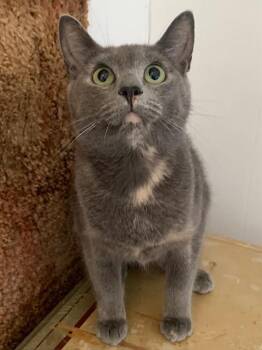 Rosina -  Domestic Short Hair Cat for Adoption in Pickering, Ontario - Rosina | PetCurious
