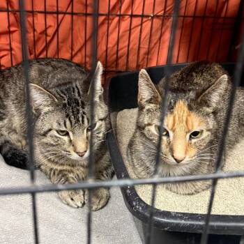 Domestic Short Hair Cats Available for Adoption - Gerald | PetCurious