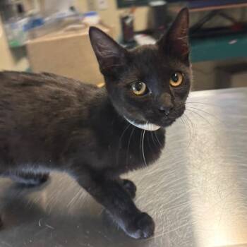Data -  Domestic Short Hair Cat for Adoption in Pasadena, California - Data | PetCurious