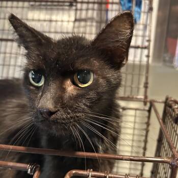 IVHS-Stray-142728 -  Domestic Short Hair Cat for Adoption in San Gabriel, California - IVHS-Stray-142728 | PetCurious