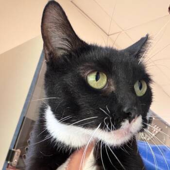 Jackie-O -  Domestic Short Hair Cat for Adoption in Nashville, Tennessee - Jackie-O | PetCurious