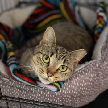 26-168 Acorn -  Domestic Short Hair Cat for Adoption in North Branford, Connecticut - 26-168 Acorn | PetCurious