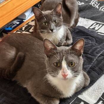 Rescue Domestic Short Hair Cats for Adoption in New York, New York - Malee (and Magnus) | PetCurious
