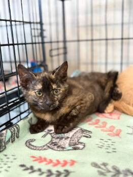 Penelope Purrz and Pedro Pspspscal -  Tortoiseshell and Domestic Short Hair Cat for Adoption in Walnut Creek, California - Penelope Purrz And Pedro Pspspscal | PetCurious