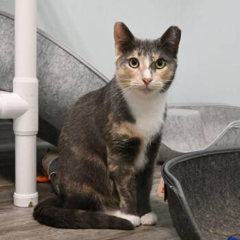 Patches -  Domestic Short Hair Cat for Adoption in Mobile, Alabama - Patches | PetCurious