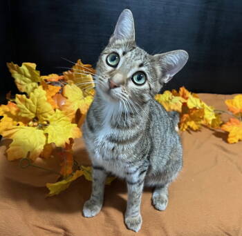 Rescue Tabby and Domestic Short Hair Cats for Adoption in Fayetteville, Georgia - Lola | PetCurious