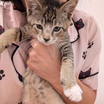 Cannellini -  Domestic Short Hair Cat for Adoption - Cannellini | PetCurious