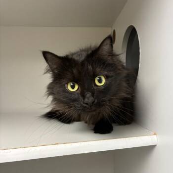 Domestic Medium Hair Cats Available for Adoption in Uniontown, Pennsylvania - Maximus | PetCurious