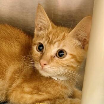 Bigad -  Domestic Long Hair Cat for Adoption in Walnut Creek, California - Bigad | PetCurious