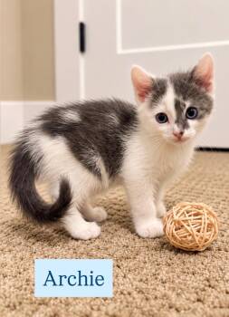 Archie -  Domestic Medium Hair Cat for Adoption in Ephrata, Washington - Archie | PetCurious