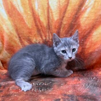 Rescue Domestic Short Hair Cats for Adoption in Jupiter, Florida - Loretta | PetCurious