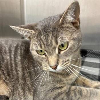 LEIA -  Domestic Short Hair Cat for Adoption in Barnstable, Massachusetts - LEIA | PetCurious
