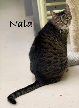 Nala -  Domestic Short Hair Cat for Adoption in Pawleys Island, South Carolina - Nala | PetCurious
