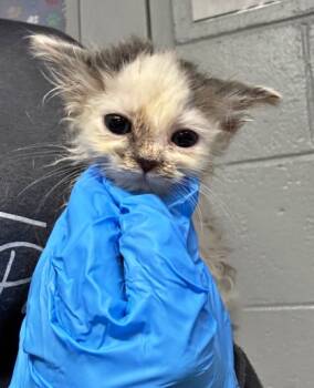 Rescue Domestic Short Hair Cats for Adoption in Morton Grove, Illinois - Retinta | PetCurious