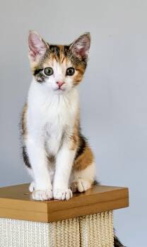 Mirette -  Domestic Short Hair Cat Available for Adoption in Chicago, Illinois - Mirette | PetCurious