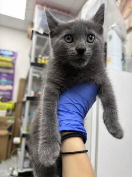 Pipi -  Domestic Short Hair Cat for Adoption in Pomona, New York - Pipi | PetCurious
