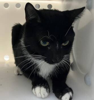 Cooper -  Domestic Short Hair Cat for Adoption - Cooper | PetCurious