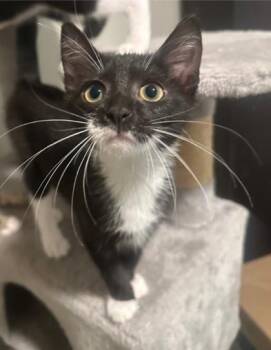 05552b Lima -  Domestic Short Hair Cat for Adoption in North Charleston, South Carolina - 05552b Lima | PetCurious
