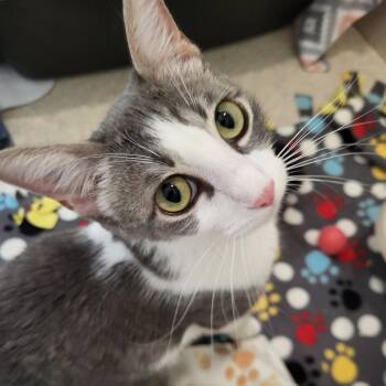 Monza -  Domestic Short Hair Cat for Adoption in Kanab, Utah - Monza | PetCurious