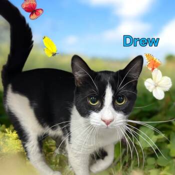 Rescue Domestic Short Hair Cats for Adoption in Jim Thorpe, Pennsylvania - Drew | PetCurious