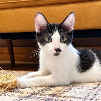 United Airlines -  Tuxedo and Domestic Short Hair Cat for Adoption in Friendswood, Texas - United Airlines | PetCurious