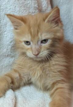 Mango -  Domestic Medium Hair Cat for Adoption in Cleveland, Tennessee - Mango | PetCurious