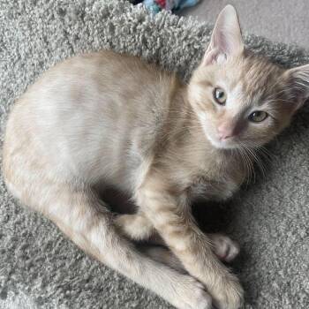 Harvey -  Domestic Short Hair Cat for Adoption in Prescott, Arizona - Harvey | PetCurious