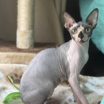 Sphynx Hairless Cat Cats Available for Adoption - Evie | PetCurious
