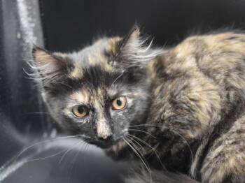 Taylor -  Domestic Medium Hair Cat for Adoption in Portland, Oregon - Taylor | PetCurious